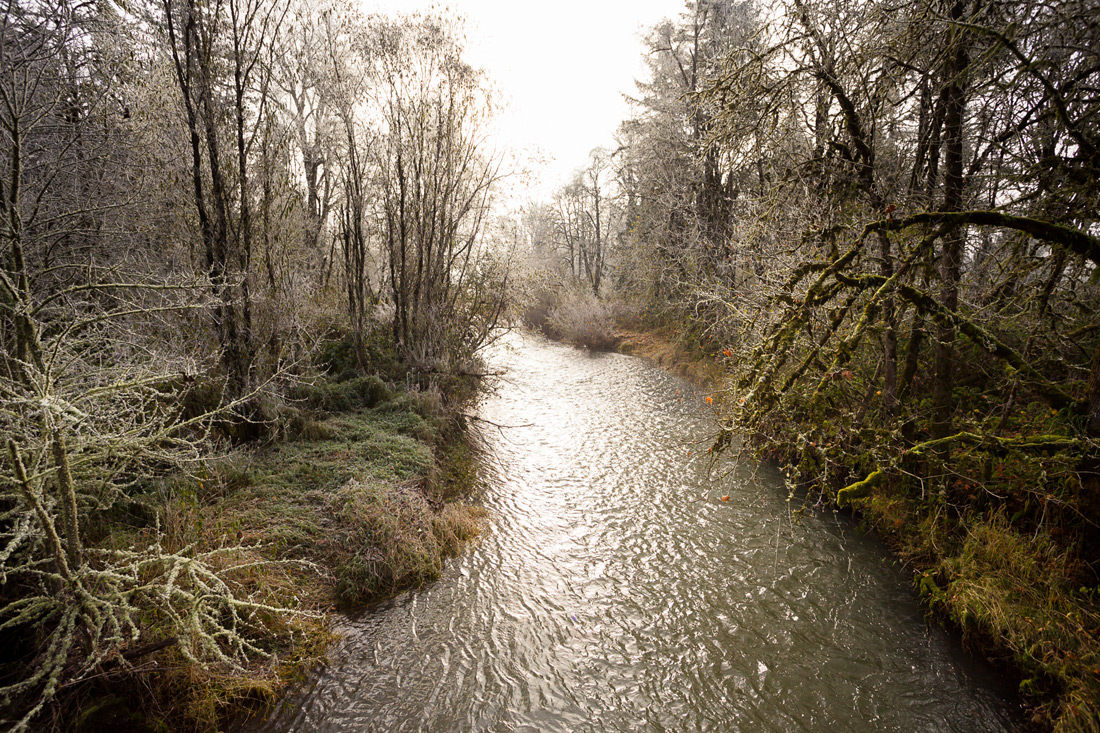 eugene-photographers-018 Engagement Photos | Elijah Bristow State Park Oregon | Michelle & Tyler